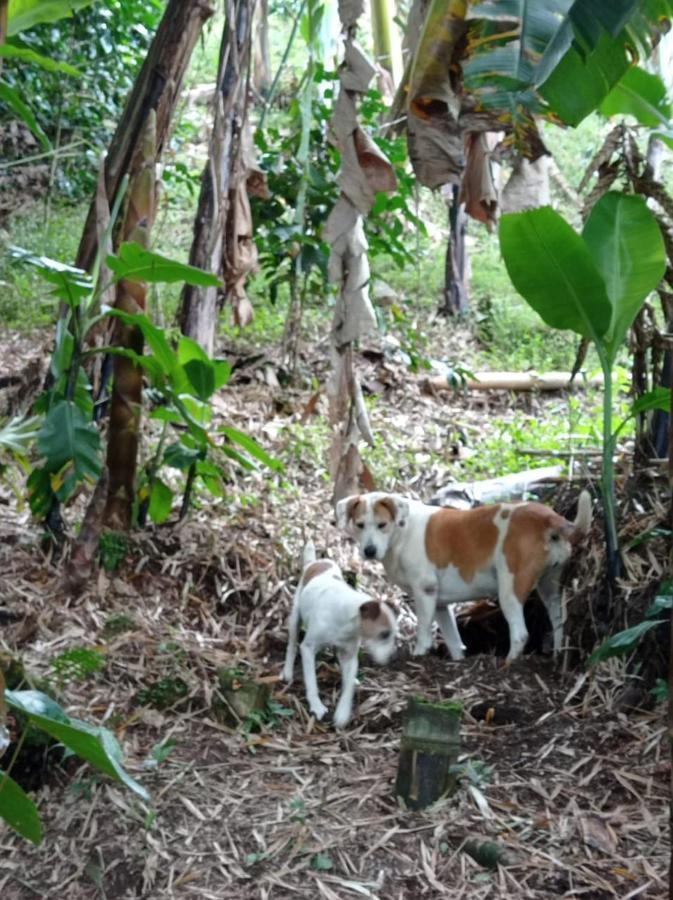 Alojamiento Rural Jardin Consentido 外观 照片
